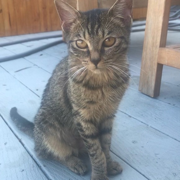 Meet your Posher, Chloe - Picture 5 of 15